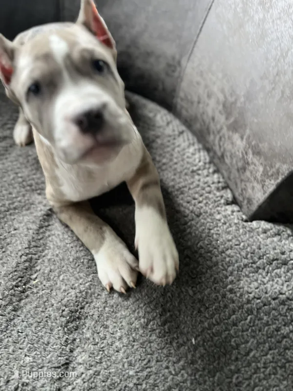 Louie  – American Bully puppy for sale in Buffalo, NY