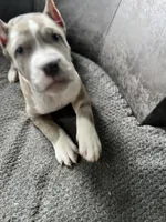 Louie , a male American Bully for sale in Buffalo, NY – Photo 1 of 2