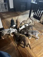 Unique , a male American Bully for sale in Buffalo, NY – Photo 3 of 3