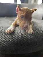 Unique , a male American Bully for sale in Buffalo, NY – Photo 2 of 3