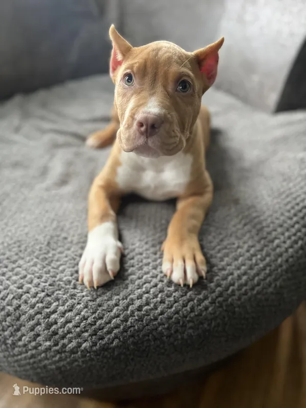 Unique  – American Bully puppy for sale in Buffalo, NY