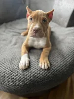 Unique , a male American Bully for sale in Buffalo, NY – Photo 1 of 3
