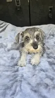 Bailey , a female Miniature Schnauzer for sale in Bryant, AL – 7 of 8