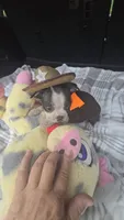 Luna, a female Boston Terrier for sale in Bryant, AL – 9 of 9