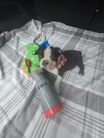 Zeus, a male Boston Terrier for sale in Bryant, AL – 3 of 7