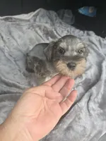 Max, a male Miniature Schnauzer for sale in Bryant, AL – 3 of 4
