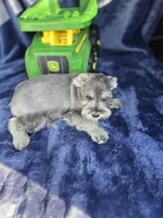 Oliver, a male Miniature Schnauzer for sale in Bryant, AL – Photo 3 of 3