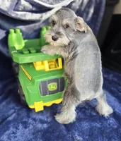 Oliver, a male Miniature Schnauzer for sale in Bryant, AL – Photo 2 of 3