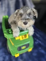 Oliver, a male Miniature Schnauzer for sale in Bryant, AL – Photo 1 of 3