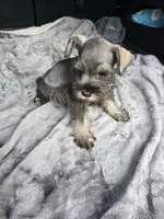 Susanna , a female Miniature Schnauzer for sale in Bryant, AL – 4 of 5