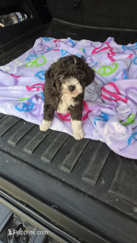Micky – Poodle - Toy  puppy for sale in Bryant, AL