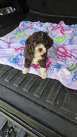 Micky, a male Poodle - Toy  for sale in Bryant, AL – 1 of 7