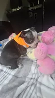 Luna, a female Boston Terrier for sale in Bryant, AL – 2 of 9