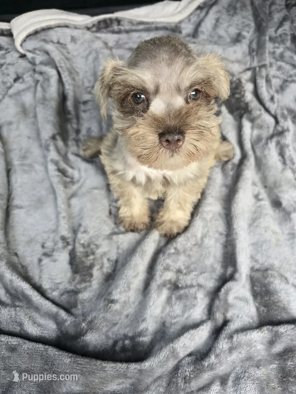 Ben – Miniature Schnauzer puppy for sale in Bryant, AL