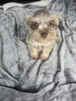 Ben, a male Miniature Schnauzer for sale in Bryant, AL – 1 of 6