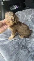 Landen, a male Yorkipoo for sale in Bryant, AL – 2 of 5