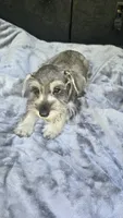 Bailey , a female Miniature Schnauzer for sale in Bryant, AL – 2 of 8