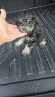 Trampas , a male Miniature Schnauzer for sale in Bryant, AL – 4 of 5