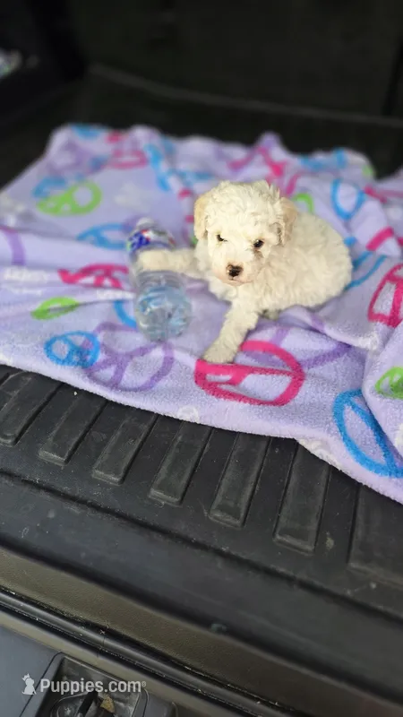 Arlo  – Poodle - Toy  puppy for sale in Bryant, AL