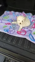 Arlo , a male Poodle - Toy  for sale in Bryant, AL – 1 of 5
