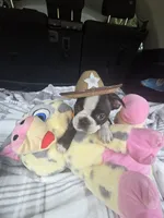 Daisy, a female Boston Terrier for sale in Bryant, AL – 5 of 8