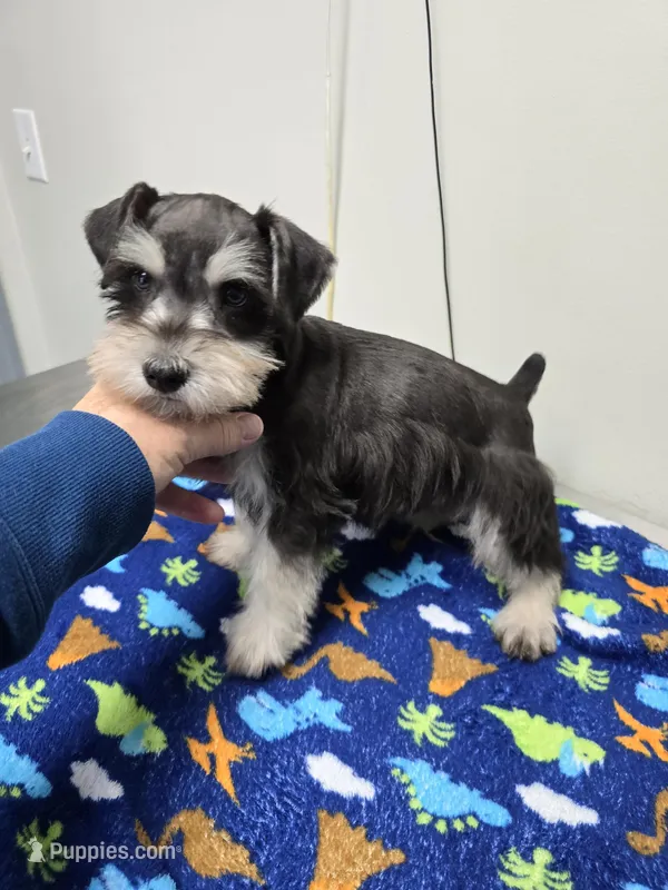 Elsa, a female Miniature Schnauzer for sale in Bryant, AL – Photo 1 of 2