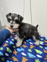 Elsa, a female Miniature Schnauzer for sale in Bryant, AL – Photo 1 of 2