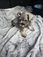 Susanna , a female Miniature Schnauzer for sale in Bryant, AL – 3 of 5