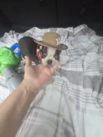 Teddy, a male Boston Terrier for sale in Bryant, AL – 2 of 10