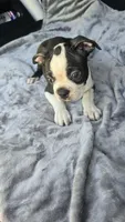 Milo, a male Boston Terrier for sale in Bryant, AL – 3 of 8