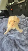 Camron, a male Yorkipoo for sale in Bryant, AL – 1 of 6