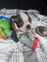 Teddy, a male Boston Terrier for sale in Bryant, AL – 8 of 10