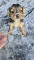Tiny Susie , a female Yorkshire Terrier for sale in Bryant, AL – 8 of 9