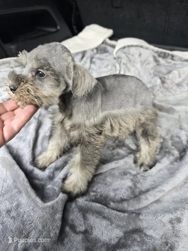 Mary Jane – Miniature Schnauzer puppy for sale in Bryant, AL