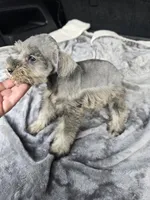 Mary Jane, a female Miniature Schnauzer for sale in Bryant, AL – 1 of 5