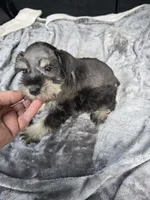 Basty, a female Miniature Schnauzer for sale in Bryant, AL – 3 of 7