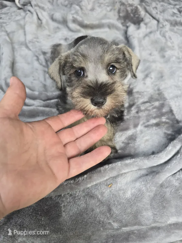 Mary Jane – Miniature Schnauzer puppy for sale in Bryant, AL