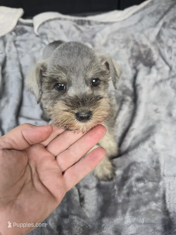Mary Jane – Miniature Schnauzer puppy for sale in Bryant, AL