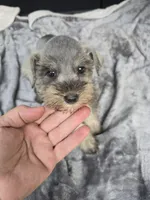 Mary Jane, a female Miniature Schnauzer for sale in Bryant, AL – 4 of 5