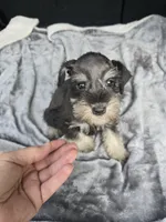 Basty, a female Miniature Schnauzer for sale in Bryant, AL – 4 of 7