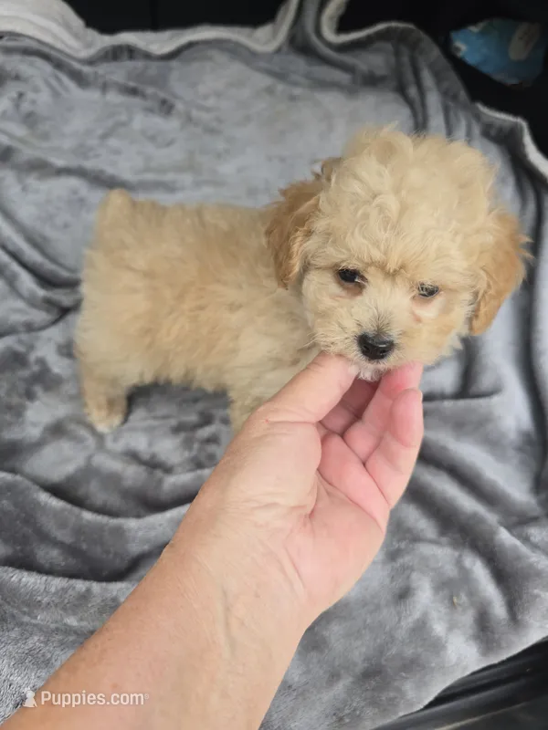Cub bear – Poodle - Toy  puppy for sale in Bryant, AL