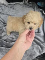 Cub bear, a male Poodle - Toy  for sale in Bryant, AL – 1 of 5