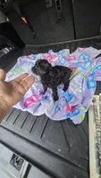 Tiny man, a male Poodle - Toy  for sale in Bryant, AL – 2 of 7