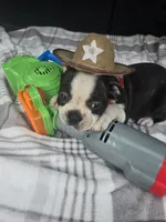Milo, a male Boston Terrier for sale in Bryant, AL – 4 of 5