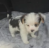 Woody, a male Yorkshire Terrier for sale in Bryant, AL – Photo 2 of 3