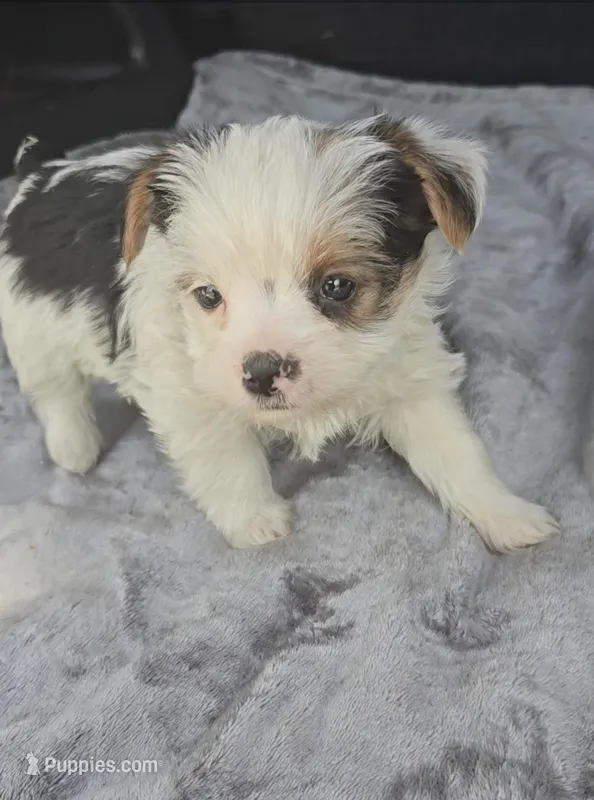 Woody, a male Yorkshire Terrier for sale in Bryant, AL – Photo 1 of 3