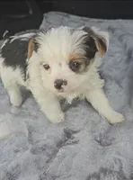 Woody, a male Yorkshire Terrier for sale in Bryant, AL – Photo 1 of 3