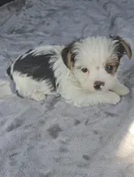 Woody, a male Yorkshire Terrier for sale in Bryant, AL – Photo 3 of 3