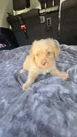 Camron, a male Yorkipoo for sale in Bryant, AL – 2 of 6