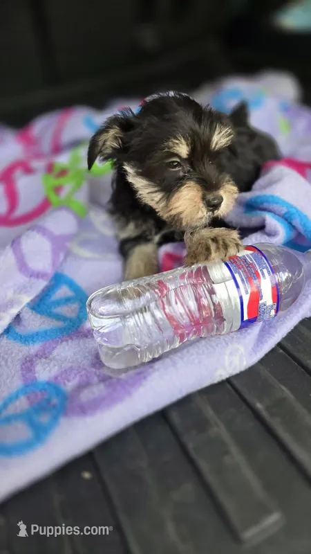 Jack – Miniature Schnauzer puppy for sale in Bryant, AL